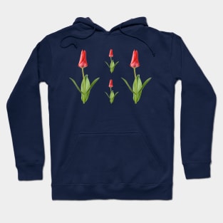 Tulipa  &#39;Marquis de la Coquette&#39;    Greigii Group Tulip Hoodie